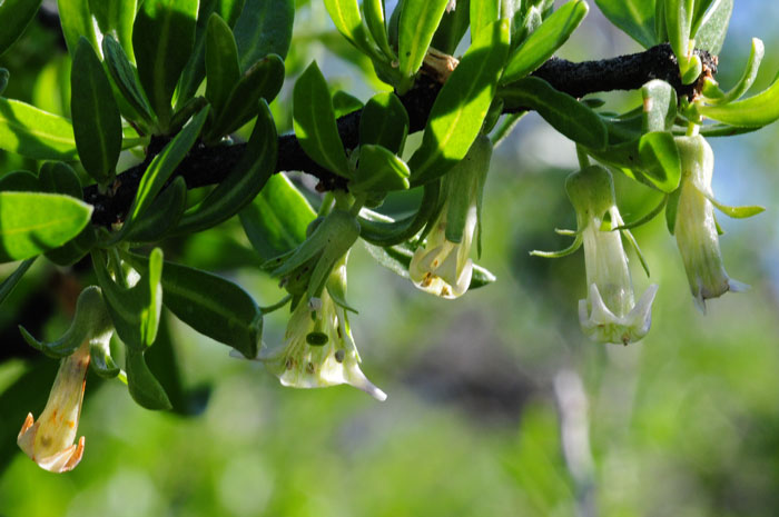 Desert Wolfberry has flowers hanging (pendulous) from the main stem, one of several identification characteristics. Lycium macrodon 